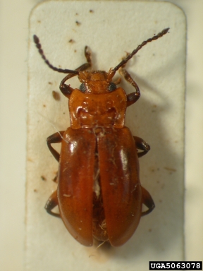 handsome fungus beetle, Ancylopus ferrugineus  (Coleoptera: Endomychidae) - 5063078
