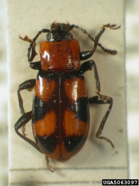 handsome fungus beetle, Ancylopus pulcher  (Coleoptera: Endomychidae) - 5063097