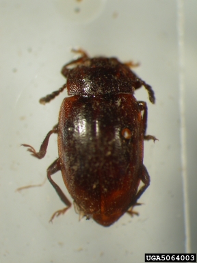 handsome fungus beetle, Anidrytus atratulus  (Coleoptera: Endomychidae) - 5064003