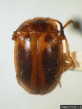 handsome fungus beetle, Anidrytus decoratus  (Coleoptera: Endomychidae) - 5064014