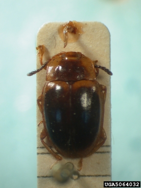 handsome fungus beetle, Anidrytus nigricans  (Coleoptera: Endomychidae) - 5064032