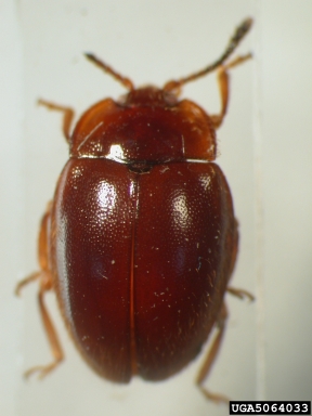 handsome fungus beetle, Anidrytus ovatulus  (Coleoptera: Endomychidae) - 5064033