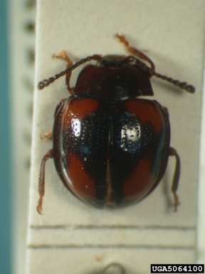 handsome fungus beetle, Beccariola papuensis  (Coleoptera: Endomychidae) - 5064100