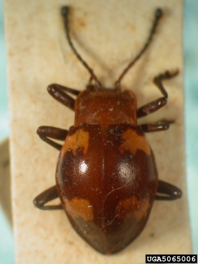 handsome fungus beetle, Bolbomorphus gibbosus  (Coleoptera: Endomychidae) - 5065006
