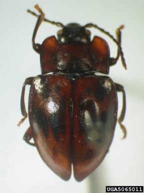 handsome fungus beetle, Brachytrycherus madurensis  (Coleoptera: Endomychidae) - 5065011