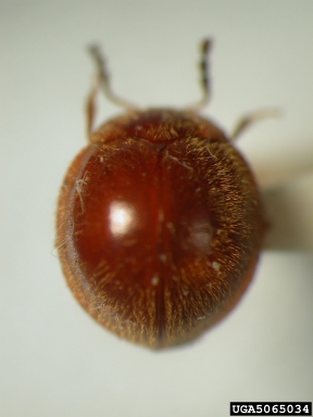 handsome fungus beetle, Bystus coccinelloides  (Coleoptera: Endomychidae) - 5065034