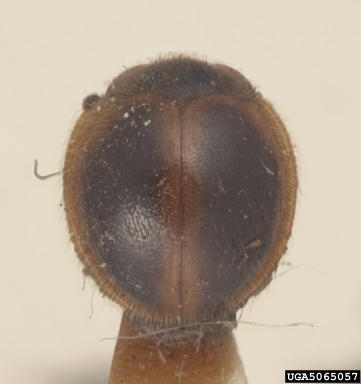 handsome fungus beetle, Bystus limbatus  (Coleoptera: Endomychidae) - 5065057