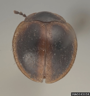 handsome fungus beetle, Bystus limbatus  (Coleoptera: Endomychidae) - 5065058