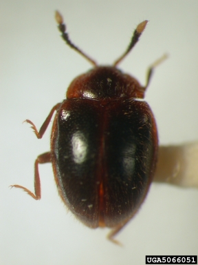 handsome fungus beetle, Chondria armipes  (Coleoptera: Endomychidae) - 5066051