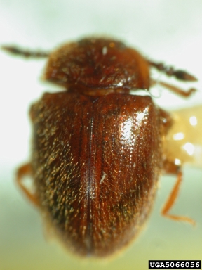 handsome fungus beetle, Chondria chrysoptera  (Coleoptera: Endomychidae) - 5066056