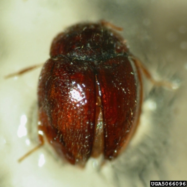 handsome fungus beetle, Clemmus troglodytes  (Coleoptera: Endomychidae) - 5066096