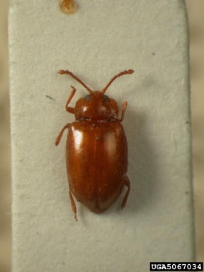 handsome fungus beetle, Danae androgyna  (Coleoptera: Endomychidae) - 5067034