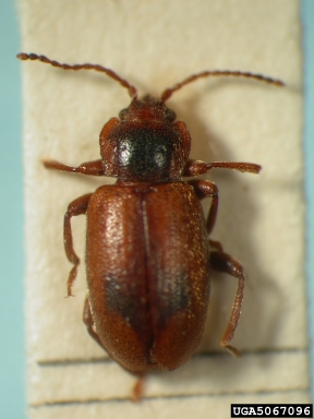 handsome fungus beetle, Dapsa barbara  (Coleoptera: Endomychidae) - 5067096