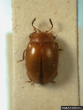 handsome fungus beetle, Ectomychus nigroclavus  (Coleoptera: Endomychidae) - 5068021