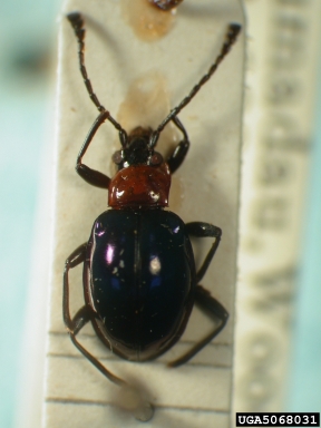 handsome fungus beetle, Encymon immaculatus  (Coleoptera: Endomychidae) - 5068031