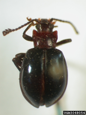 handsome fungus beetle, Encymon valgus  (Coleoptera: Endomychidae) - 5068054