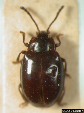 handsome fungus beetle, Endomychus jureceki  (Coleoptera: Endomychidae) - 5068087