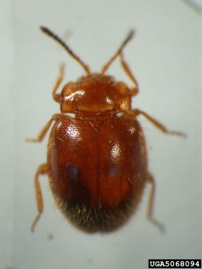 handsome fungus beetle, Ephebus hirtulus  (Coleoptera: Endomychidae) - 5068094