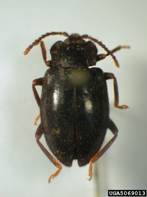 handsome fungus beetle, Epipocus flavipes  (Coleoptera: Endomychidae) - 5069013