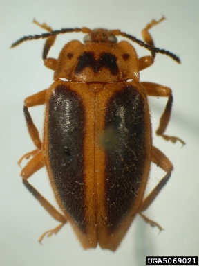 handsome fungus beetle, Epipocus mutilatus  (Coleoptera: Endomychidae) - 5069021
