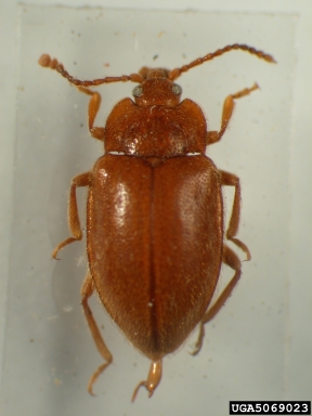 handsome fungus beetle, Epipocus nanus  (Coleoptera: Endomychidae) - 5069023