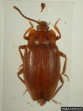 handsome fungus beetle, Epipocus opacus  (Coleoptera: Endomychidae) - 5069025