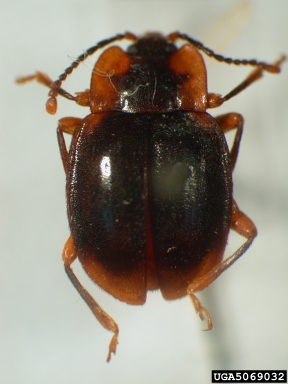 handsome fungus beetle, Epipocus sallaei  (Coleoptera: Endomychidae) - 5069032