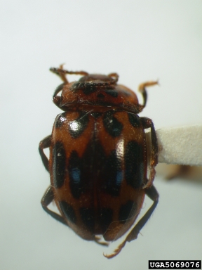 handsome fungus beetle, Epopterus partitus kirshi (Coleoptera: Endomychidae) - 5069076