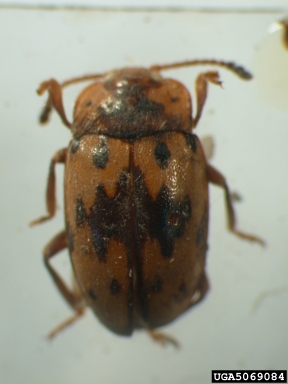 handsome fungus beetle, Epopterus signaticollis  (Coleoptera: Endomychidae) - 5069084
