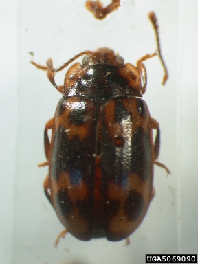 handsome fungus beetle, Epopterus tigrinus  (Coleoptera: Endomychidae) - 5069090