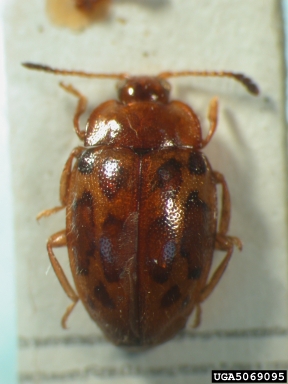 handsome fungus beetle, Epopterus variegatus  (Coleoptera: Endomychidae) - 5069095