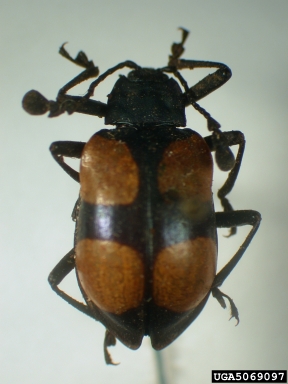 handsome fungus beetle, Eucteanus cruciger  (Coleoptera: Endomychidae) - 5069097