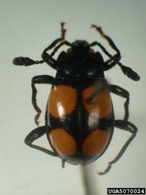 handsome fungus beetle, Eumorphus cryptus  (Coleoptera: Endomychidae) - 5070024