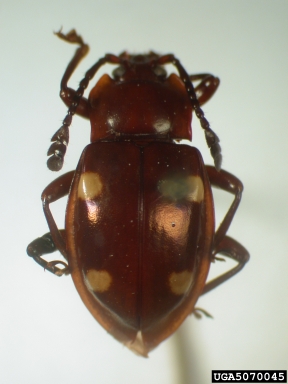 handsome fungus beetle, Eumorphus micans  (Coleoptera: Endomychidae) - 5070045