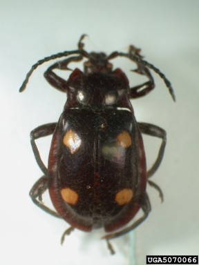 handsome fungus beetle, Eumorphus tetraspilotus  (Coleoptera: Endomychidae) - 5070066