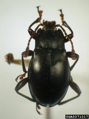 handsome fungus beetle, Haploscelis pauliani  (Coleoptera: Endomychidae) - 5071017