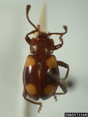 handsome fungus beetle, Indalmus hirsutus  (Coleoptera: Endomychidae) - 5071048
