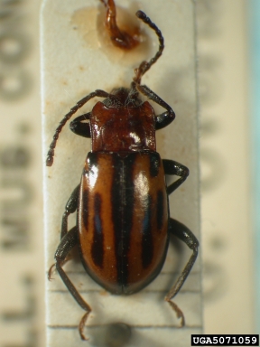 handsome fungus beetle, Indalmus strigatus  (Coleoptera: Endomychidae) - 5071059