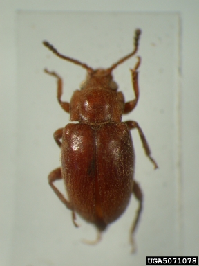 handsome fungus beetle, Lycoperdina horrida  (Coleoptera: Endomychidae) - 5071078