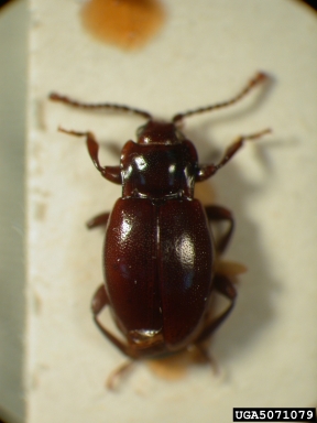 handsome fungus beetle, Lycoperdina koltzei  (Coleoptera: Endomychidae) - 5071079