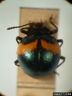 handsome fungus beetle, Meilichius fasciatus  (Coleoptera: Endomychidae) - 5071094