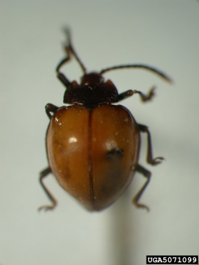 handsome fungus beetle, Meilichius nigricollis  (Coleoptera: Endomychidae) - 5071099