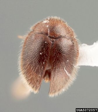 handsome fungus beetle, Mychothenus asiaticus  (Coleoptera: Endomychidae) - 5072057