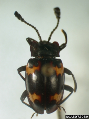 handsome fungus beetle, Ohtaius opacicollis  (Coleoptera: Endomychidae) - 5072059