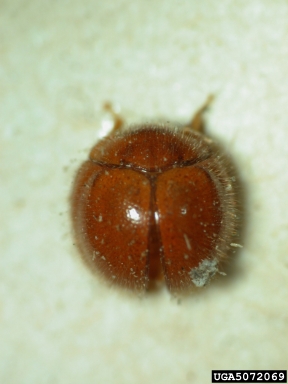 handsome fungus beetle, Papuella birolecta  (Coleoptera: Endomychidae) - 5072069