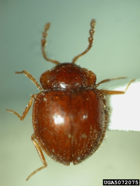 handsome fungus beetle, Parasymbius philippinensis  (Coleoptera: Endomychidae) - 5072075