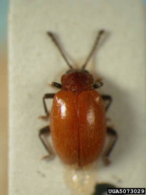 handsome fungus beetle, Saula japonica  (Coleoptera: Endomychidae) - 5073029