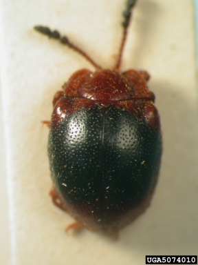 handsome fungus beetle, Stenotarsus arcuatus  (Coleoptera: Endomychidae) - 5074010