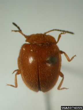 handsome fungus beetle, Stenotarsus erotyloides  (Coleoptera: Endomychidae) - 5074055