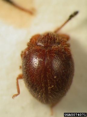 handsome fungus beetle, Stenotarsus humerosus  (Coleoptera: Endomychidae) - 5074071